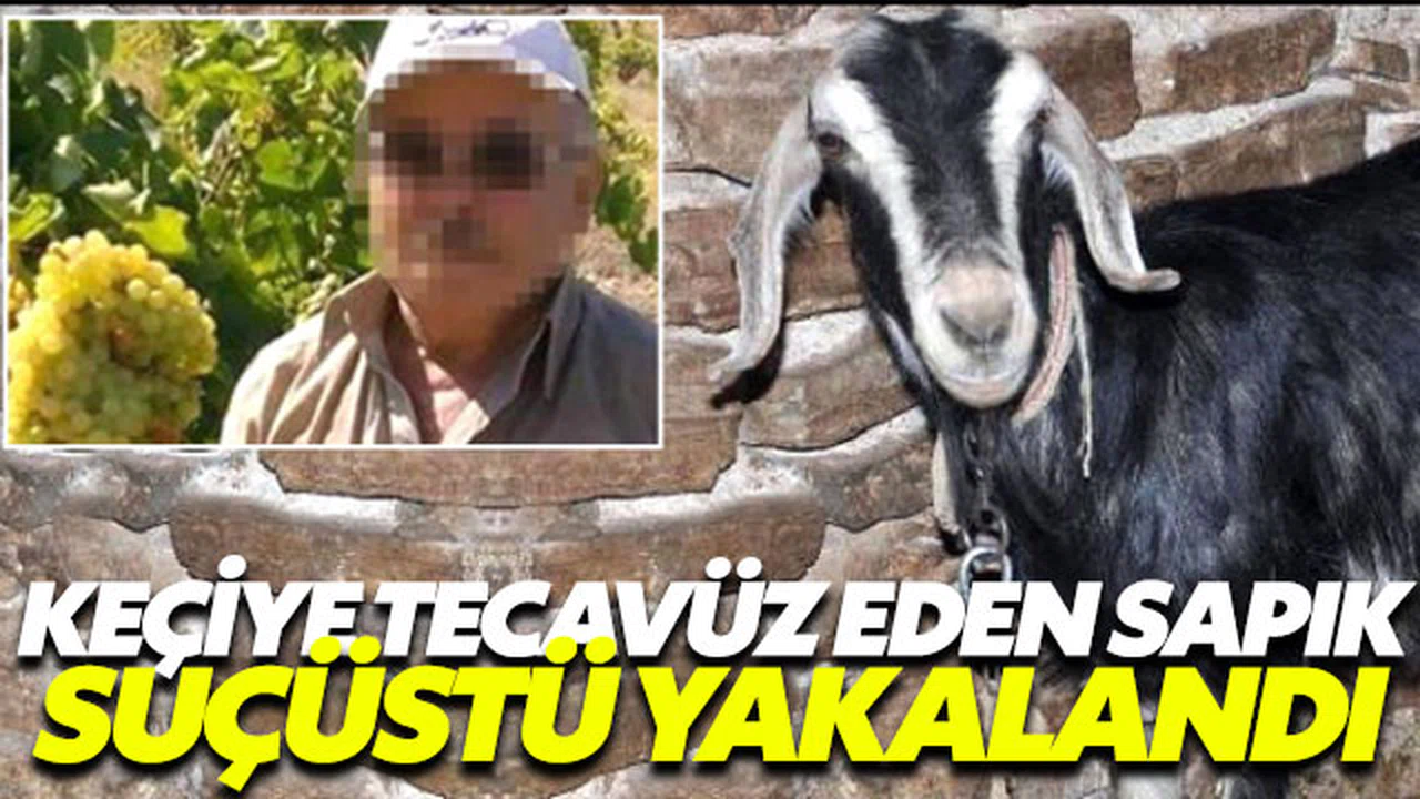 Keçiye tecavüz ederken yakalandı