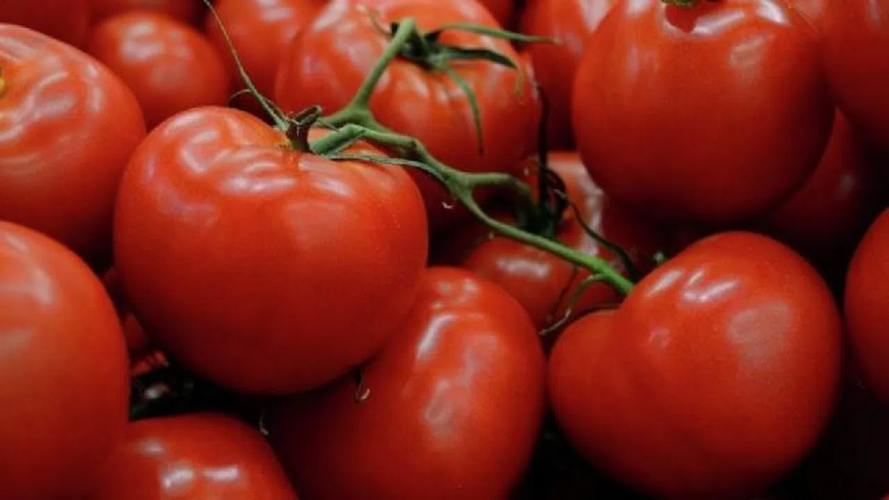 Türk domatesinin akıbeti belli oldu