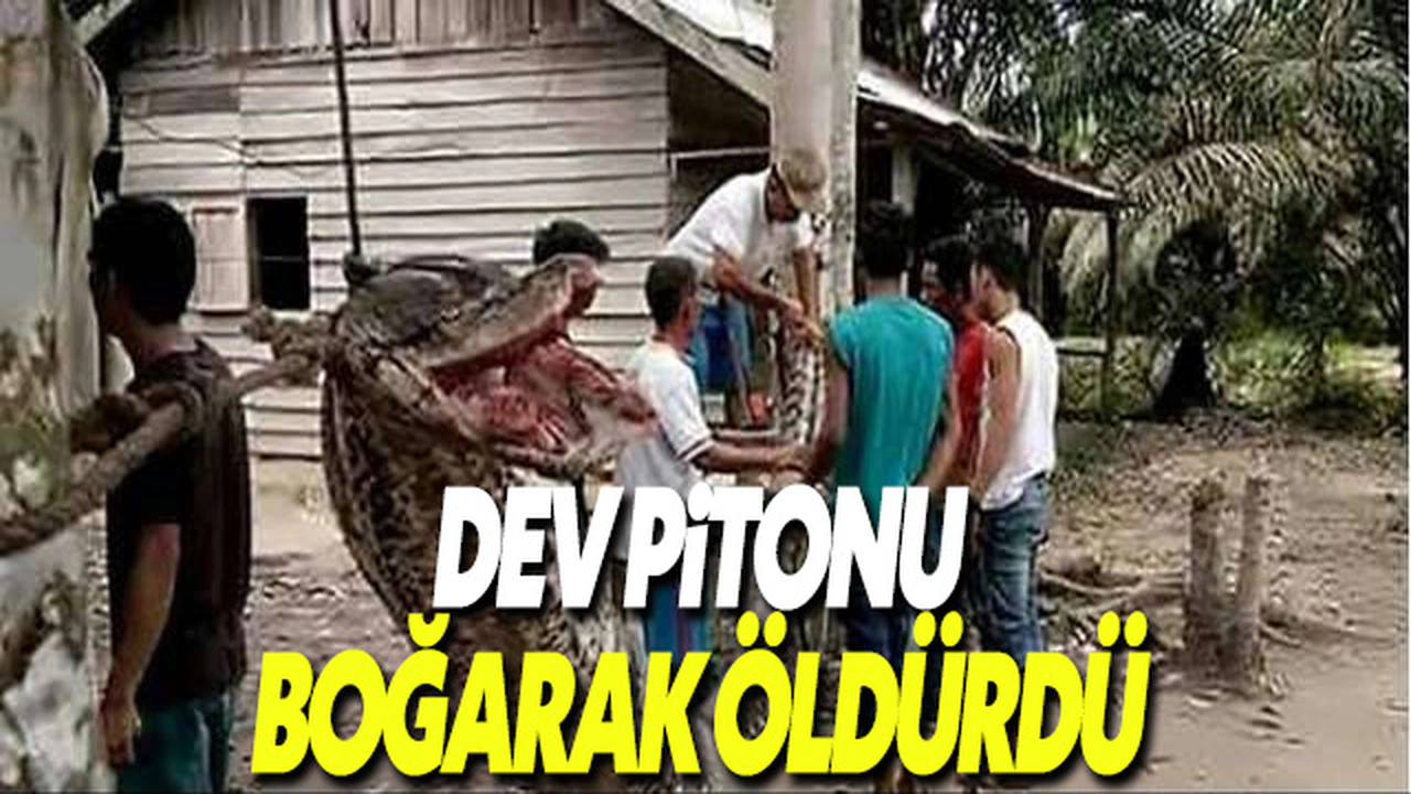 Endonezya'da bir adam 23 metrelik piton yılanı öldürdü