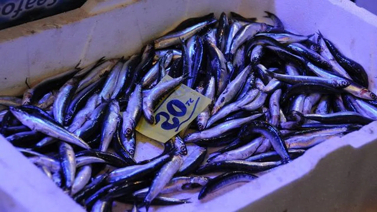 Hamsi'nin fiyatını gören tezgahtan kaçıyor!