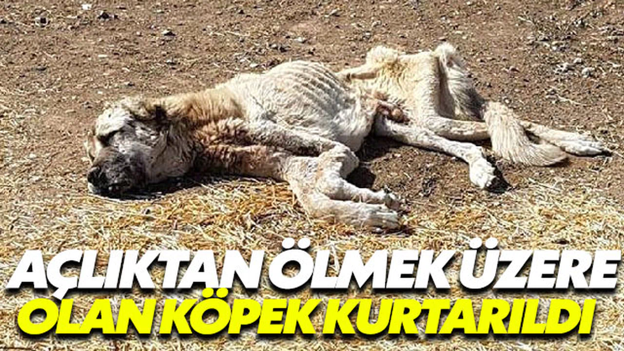 Açlıktan ölmek üzere olan köpek kurtarıldı