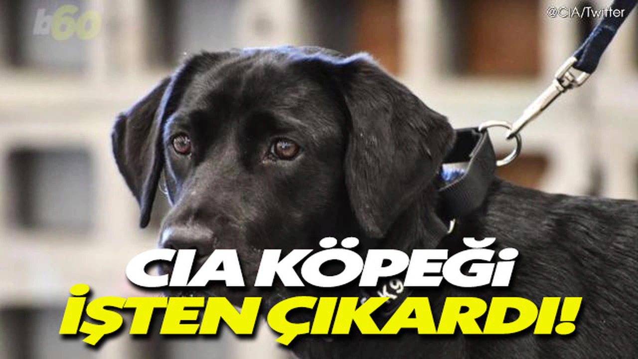 CIA köpeği işten çıkardı