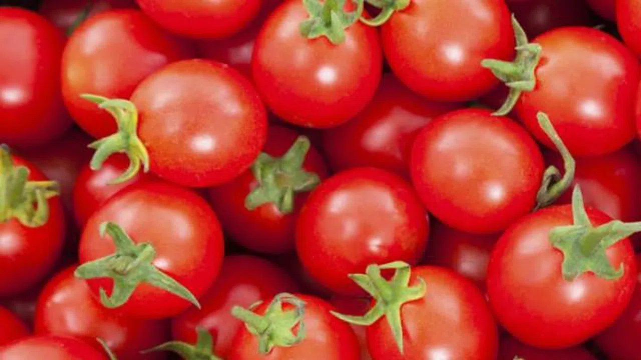 Rusya’ya domates satışında yeni gelişme