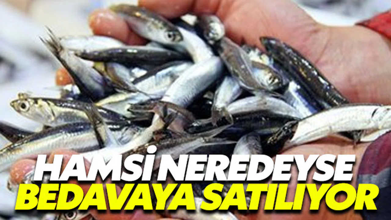 Hamsi neredeyse bedavaya satılıyor
