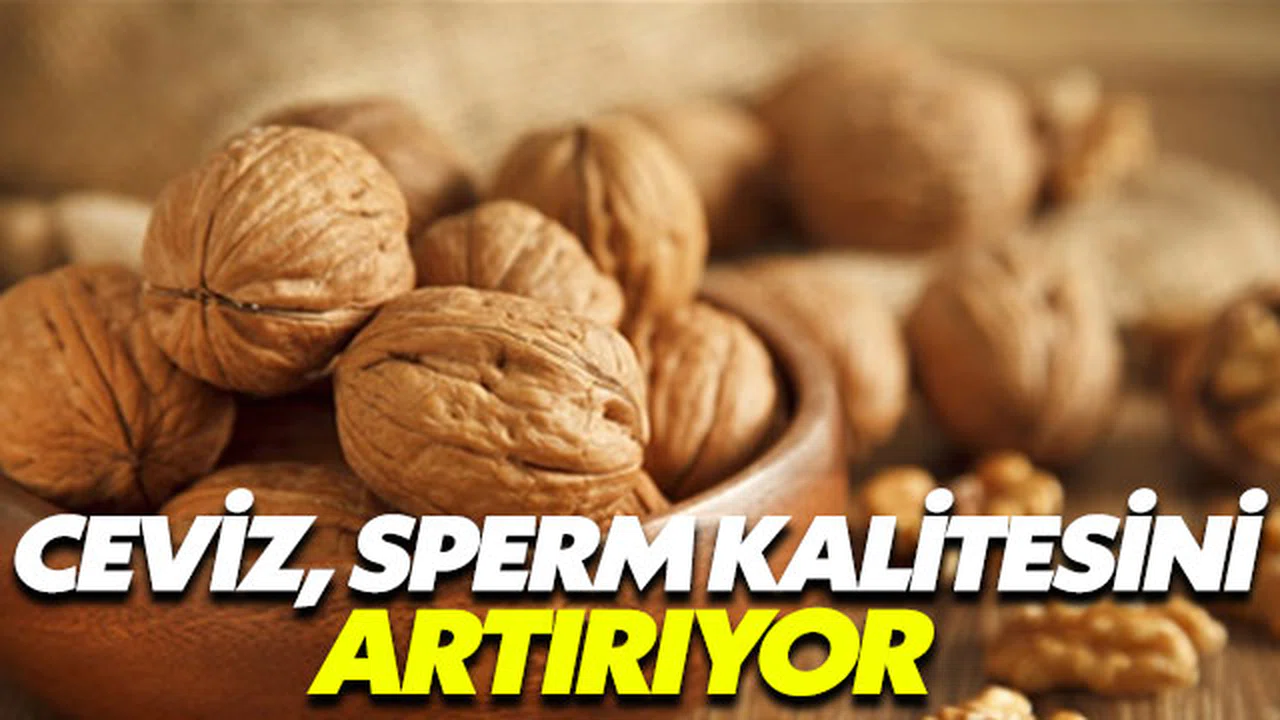 Ceviz sperm kalitesini artırıyor