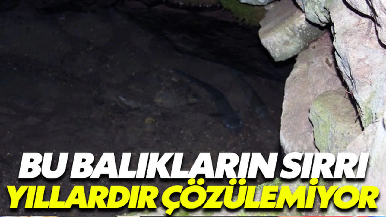Bu balıkların sırrı yıllardır çözülemiyor