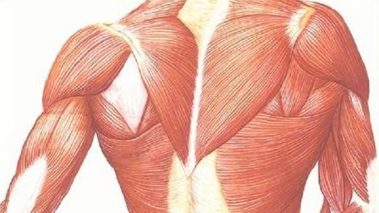 Rabdomiyoliz aşırı spor yapanların başını yakıyor