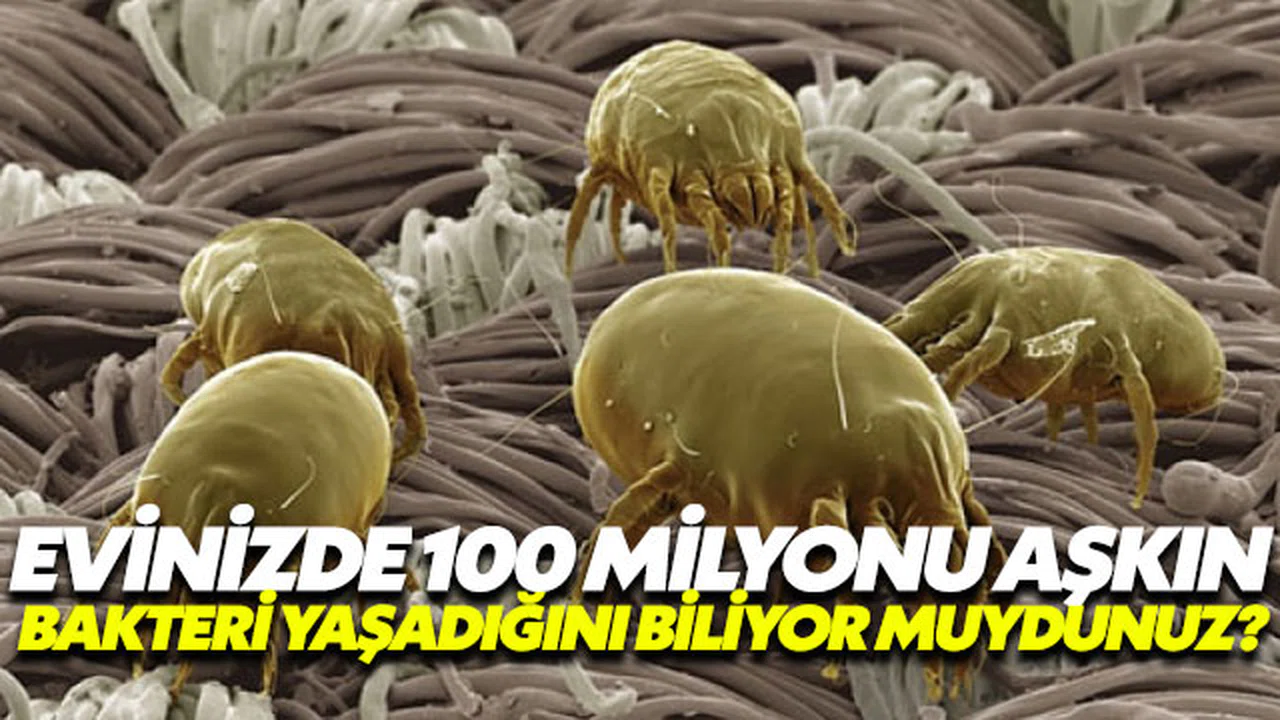 Evinizde 7 bin farklı türde 100 milyonu aşkın bakteri yaşıyor