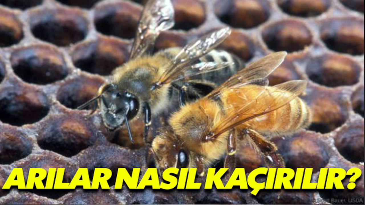 Arılar Nasıl Kaçırılır?