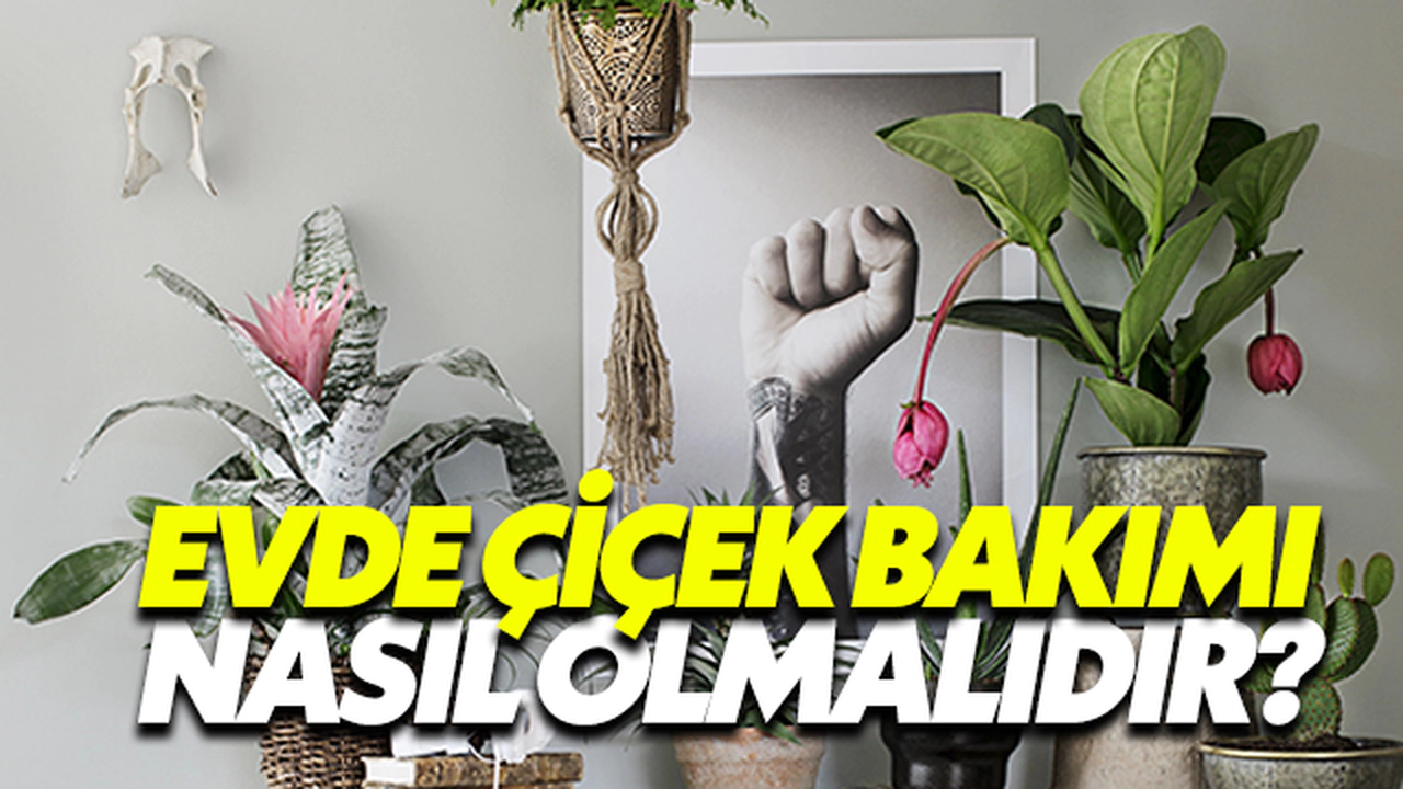 Evde Çiçek Bakımı Nasıl Olmalıdır?