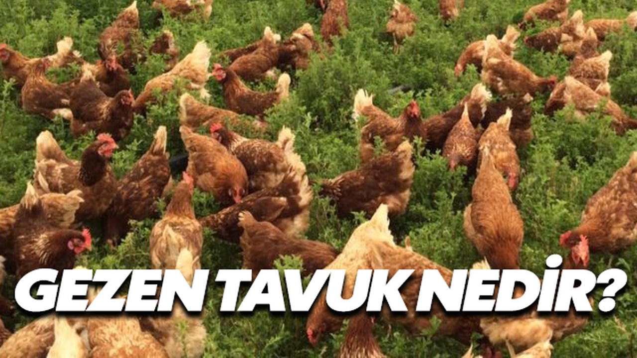 Gezen Tavuk Nedir?