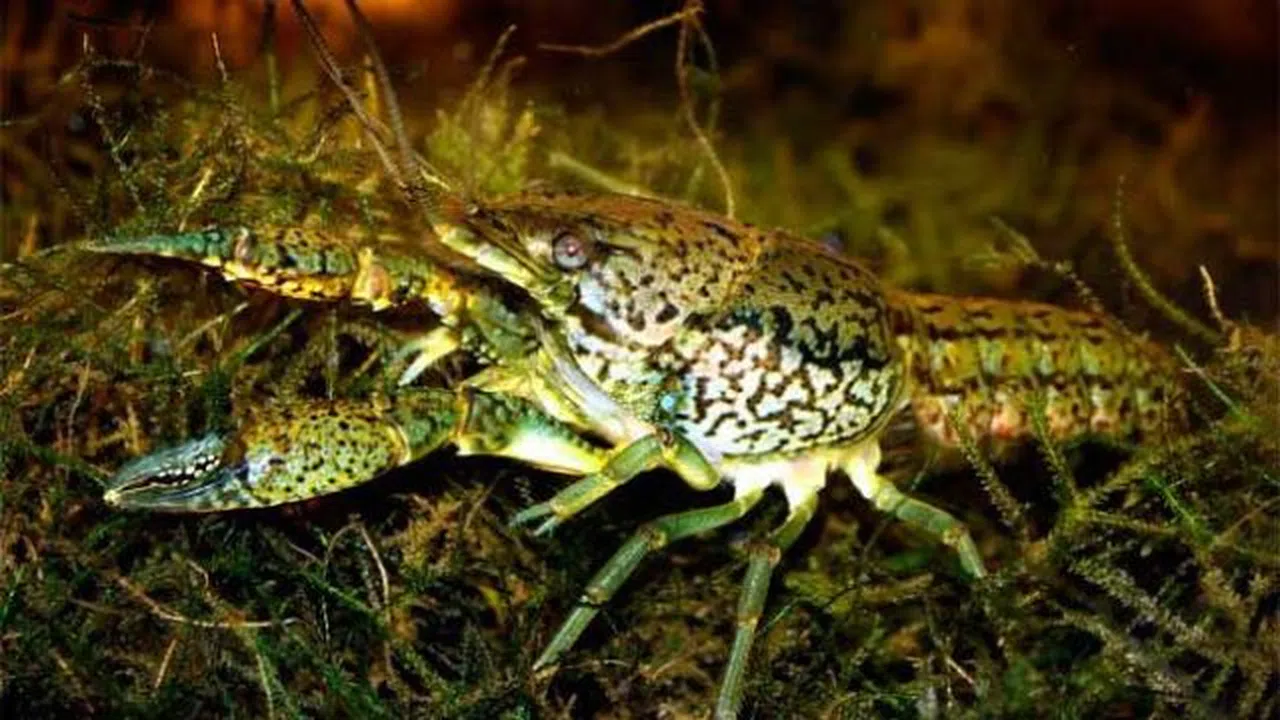 Mutant Kerevit Dünya Ekosistemlerini İstila Mı Ediyor?