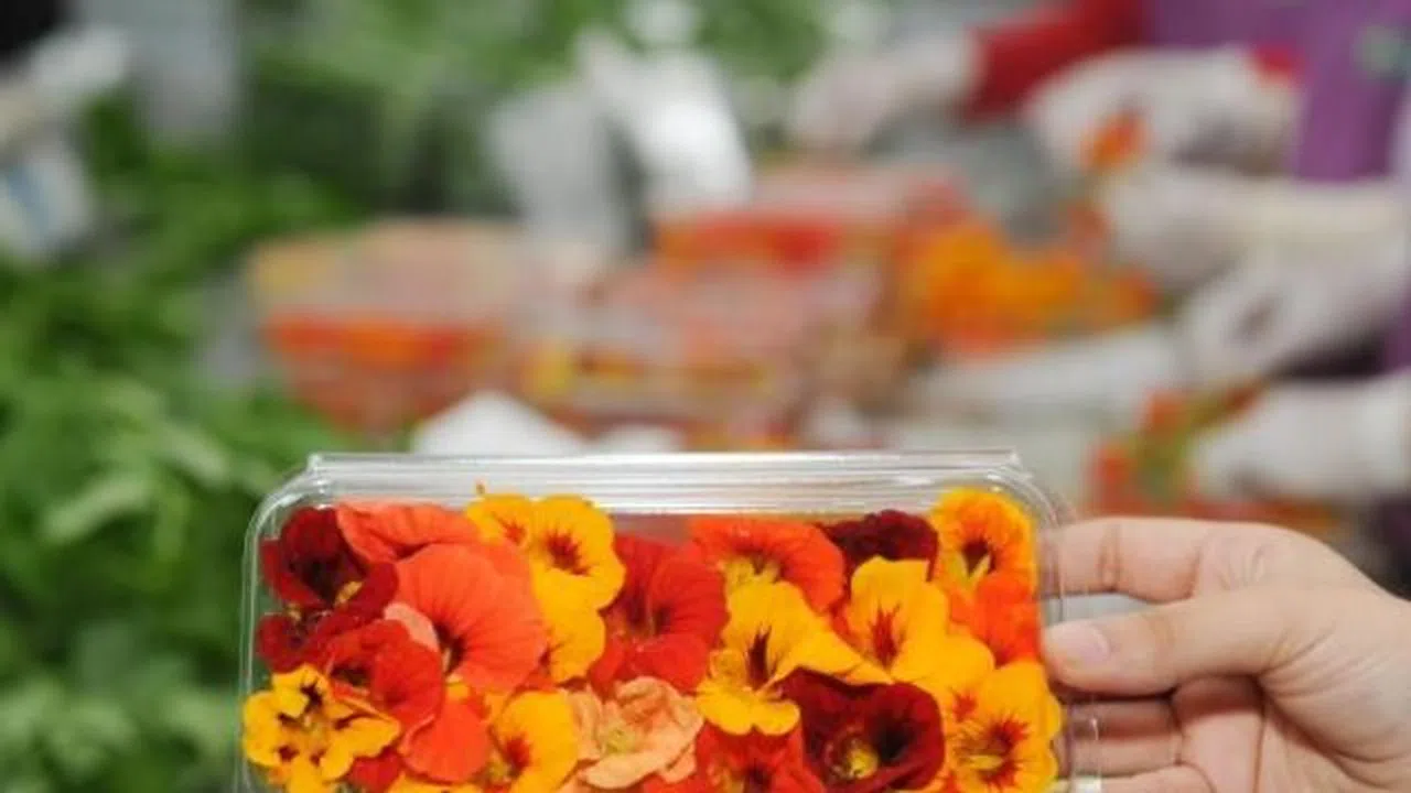 Yenilebilir Çiçek Nedir?