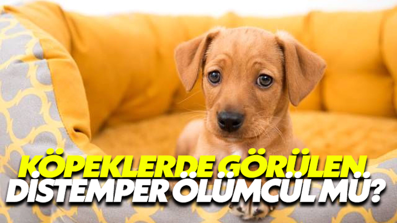 Köpeklerde Görülen Distemper Ölümcül Mü?