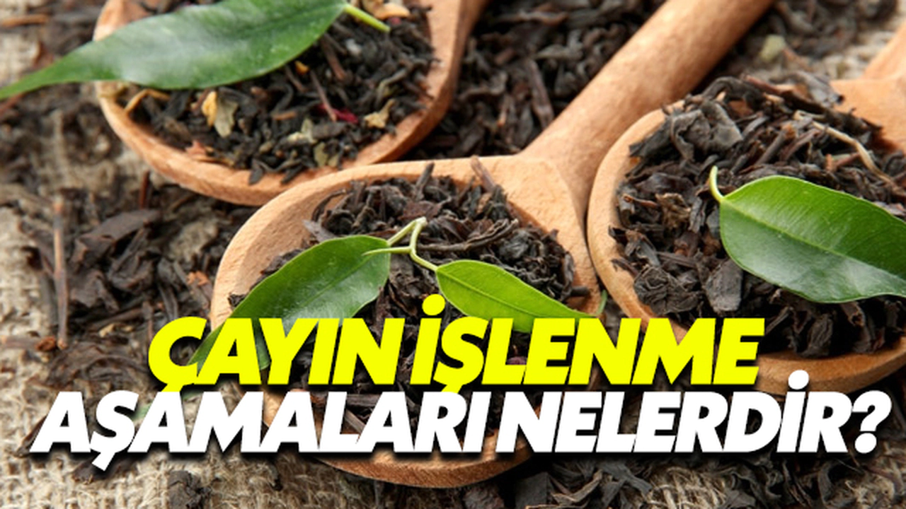 Çayın İşlenme Aşamaları Nelerdir?