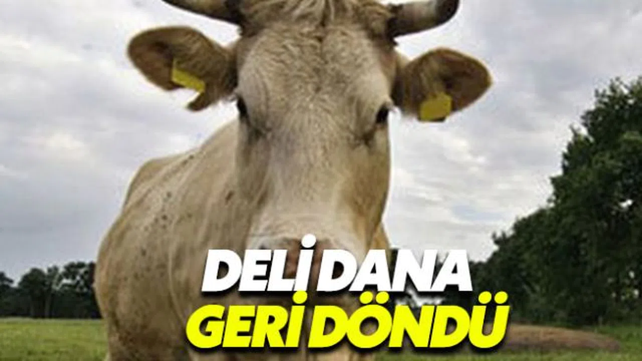 Polonya'dan ithal edilen kırmızı ette deli dana hastalığı çıktı (Deli dana hastalığı nedir?)
