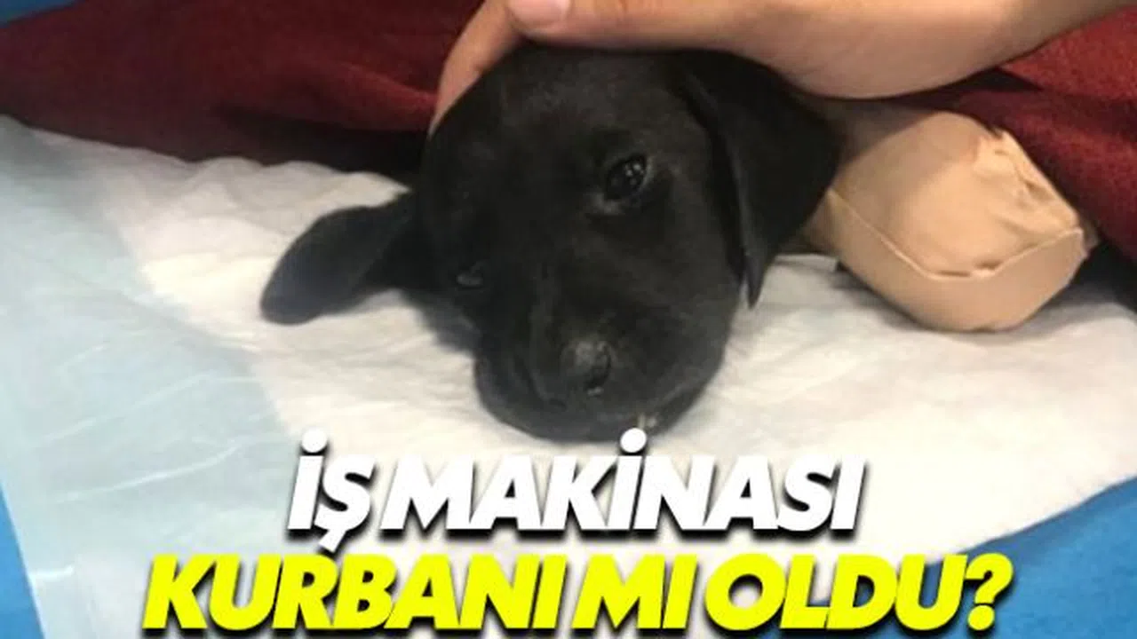 Sakarya'da yaşanan vahşetle ilgili 1 kişi gözaltına alındı