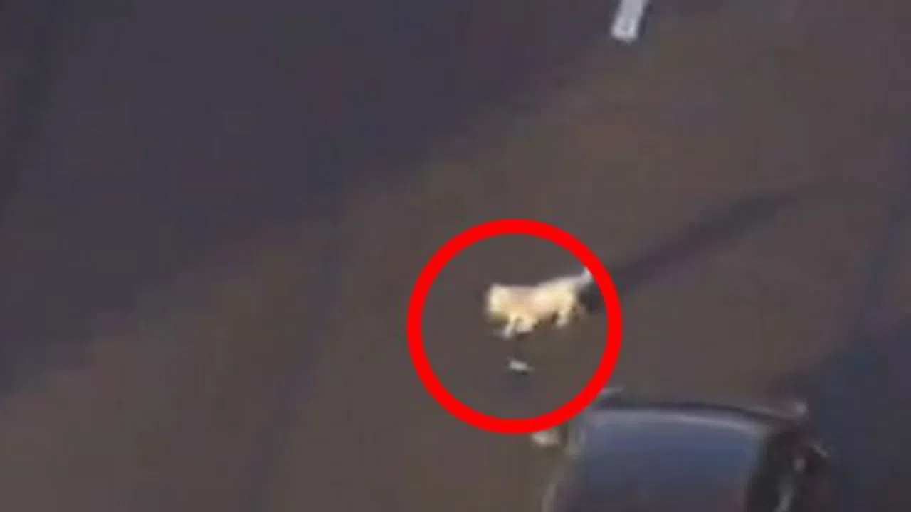 Otobana giren köpek yavrusu trafiği birbirine kattı