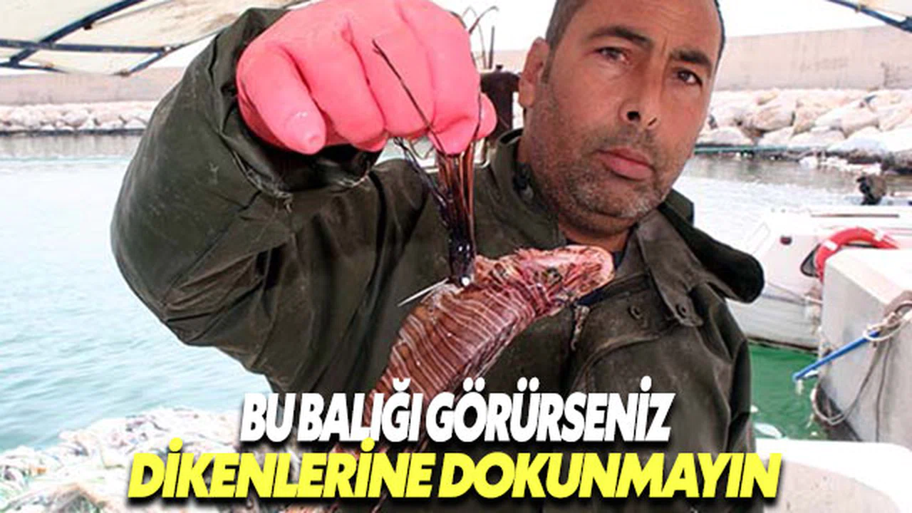 Akdeniz'de bu balığın dikenlerine dokunmayın