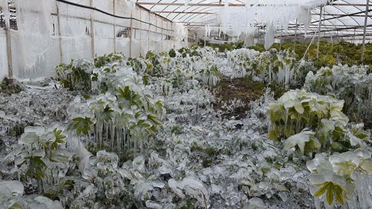 Antalya için zirai don uyarısı