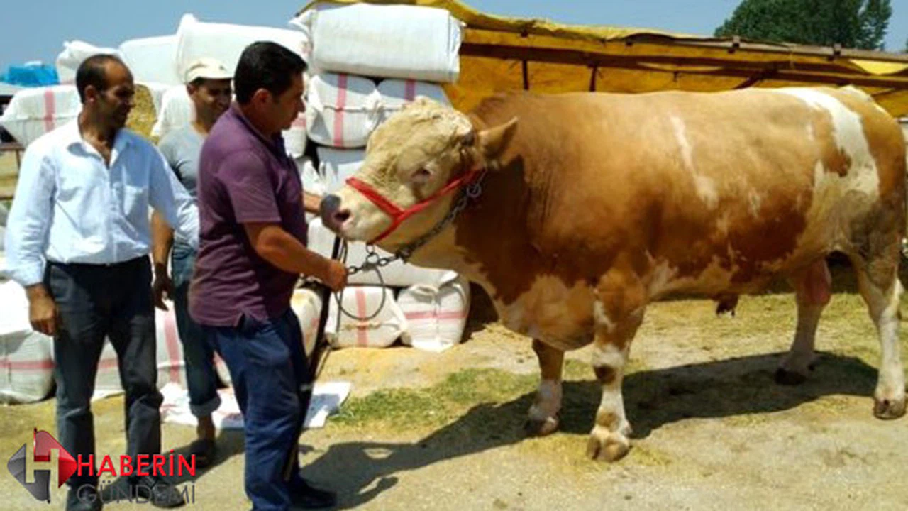 1,5 tonluk boğa 29 bin TL'ye satıldı