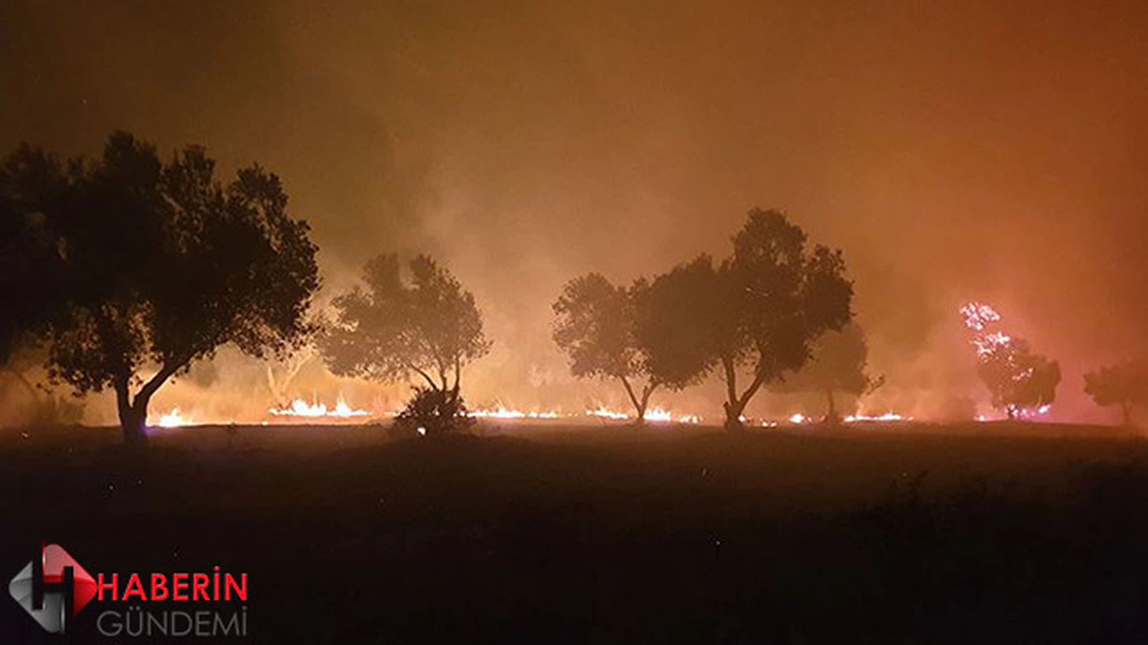 Çanakkale'de korkutan orman yangını