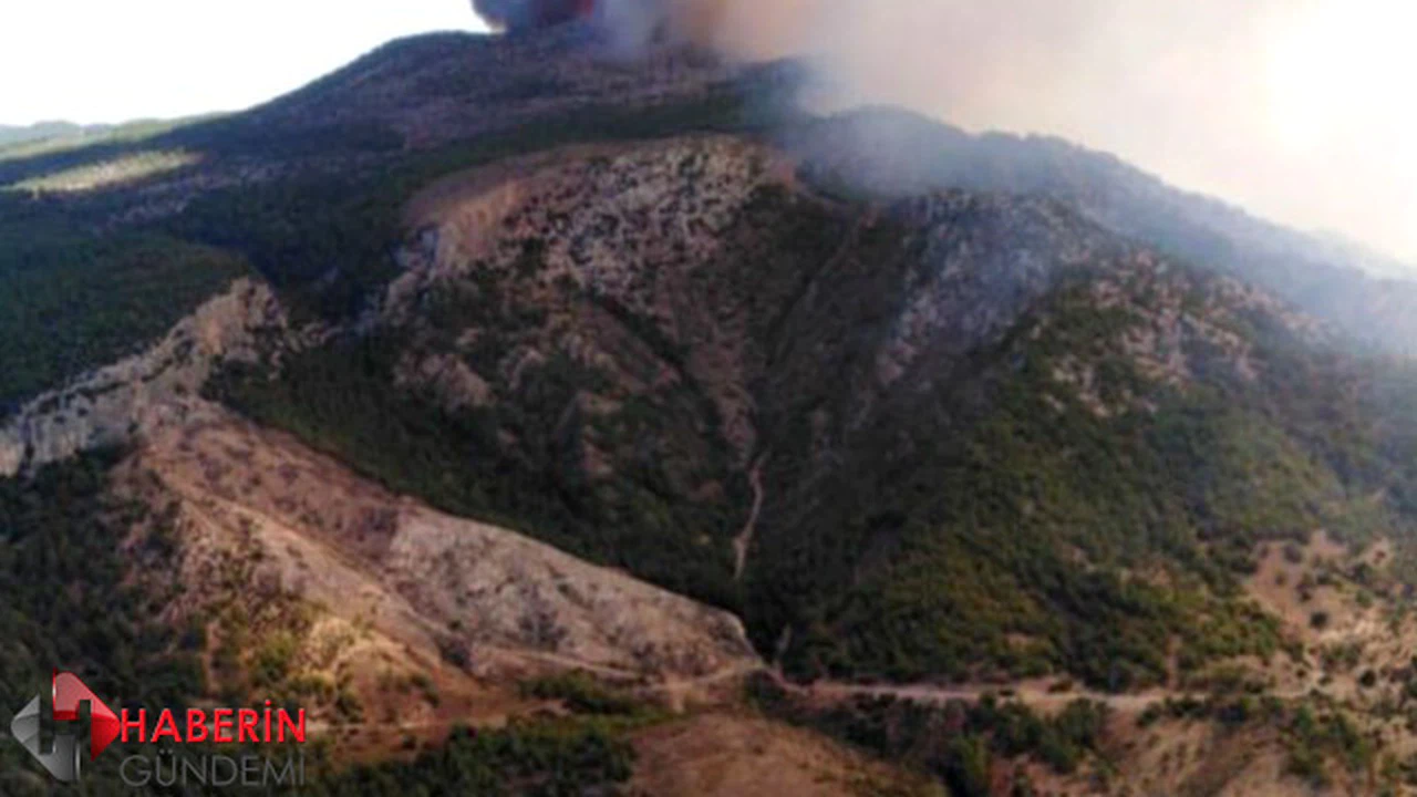 Milas'da orman yangını