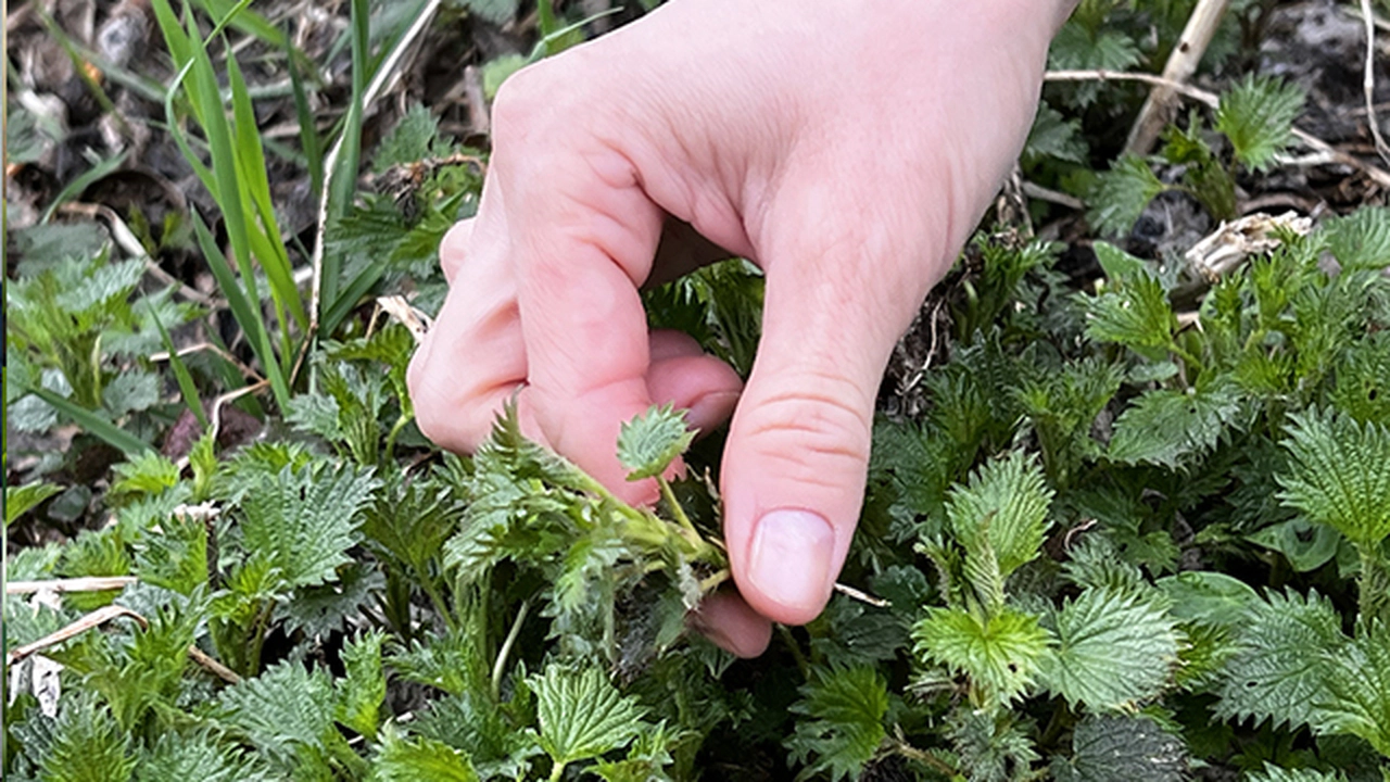 Isırgan Otu Çayının Faydaları!