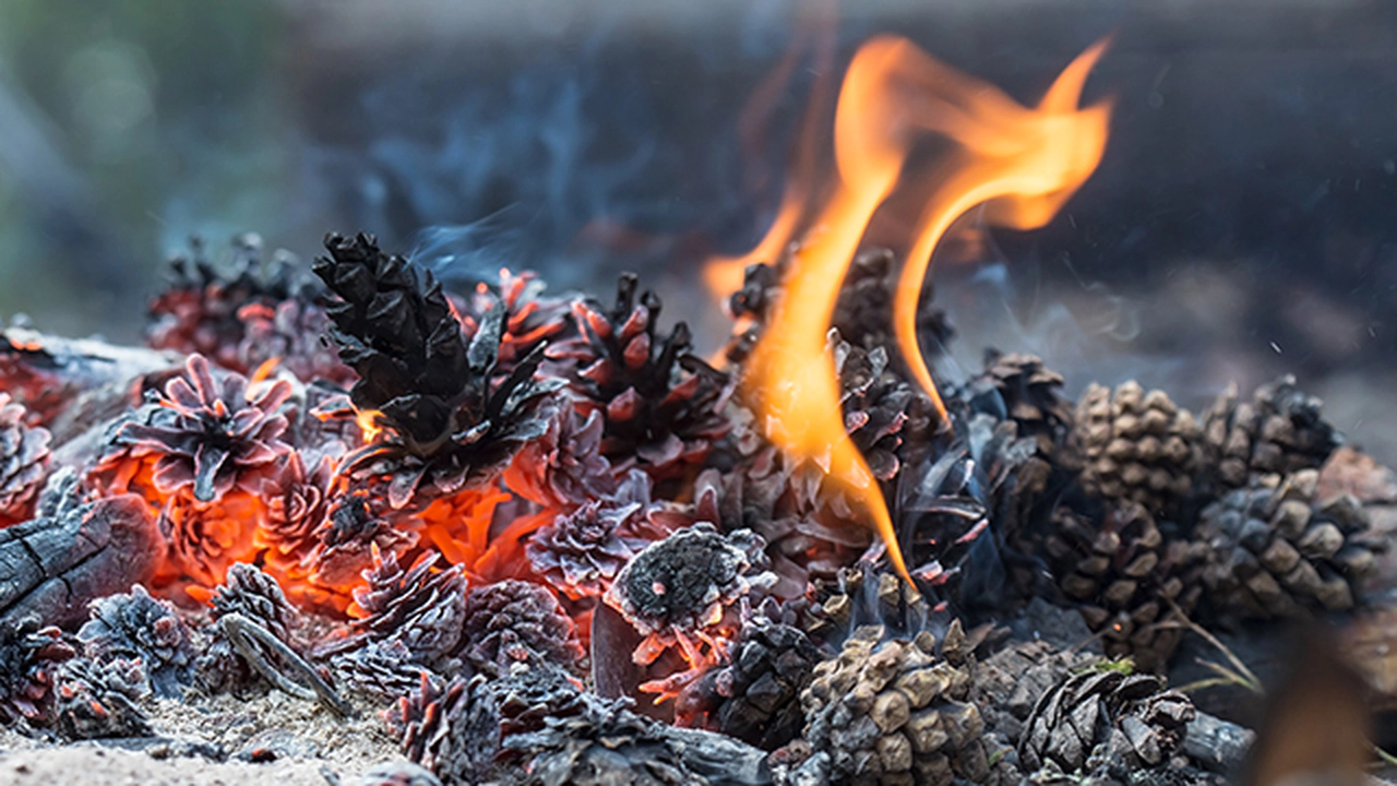 Odun Külü Hangi Alanlarda Kullanılır?