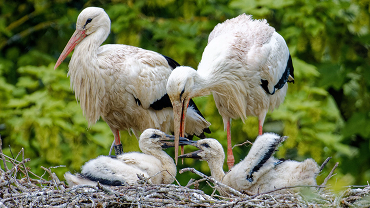 Leyleklerin Göç Ritüeli ve Karşılaştığı Zorluklar nelerdir ?