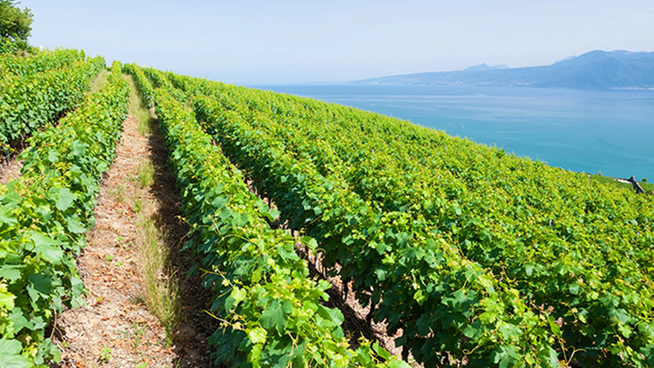 Dünyanın En Eşsiz Üzüm Bağları, Keşfedilmeyi Bekleyen Cennet Köşeler