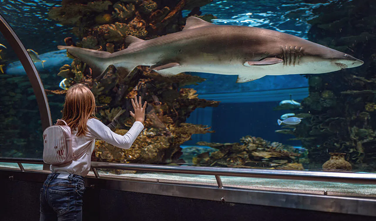 Balık Psikologları, Akvaryum Yaşamını Anlamak