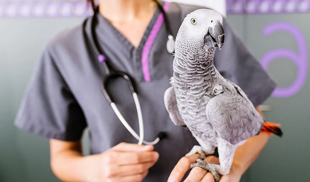 Kuş Sağlığı ve Veteriner Avian Uzmanlarının Önemi