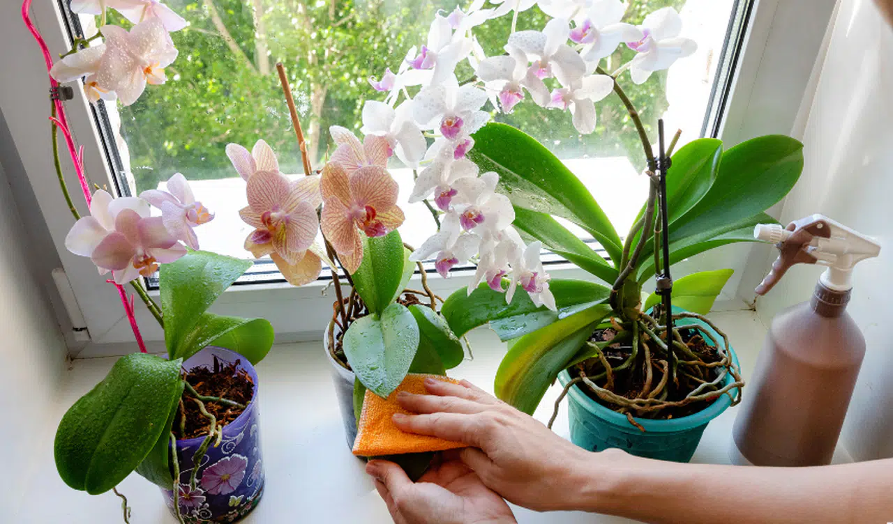 Orkide Bakımında Ustalaşmak
