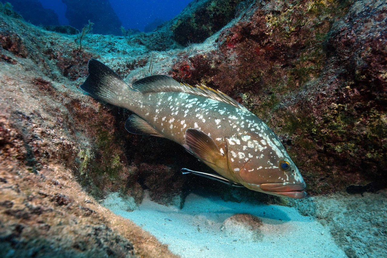 Nesli tehlikede olan orfoz Kaş açıklarında görüntülendi