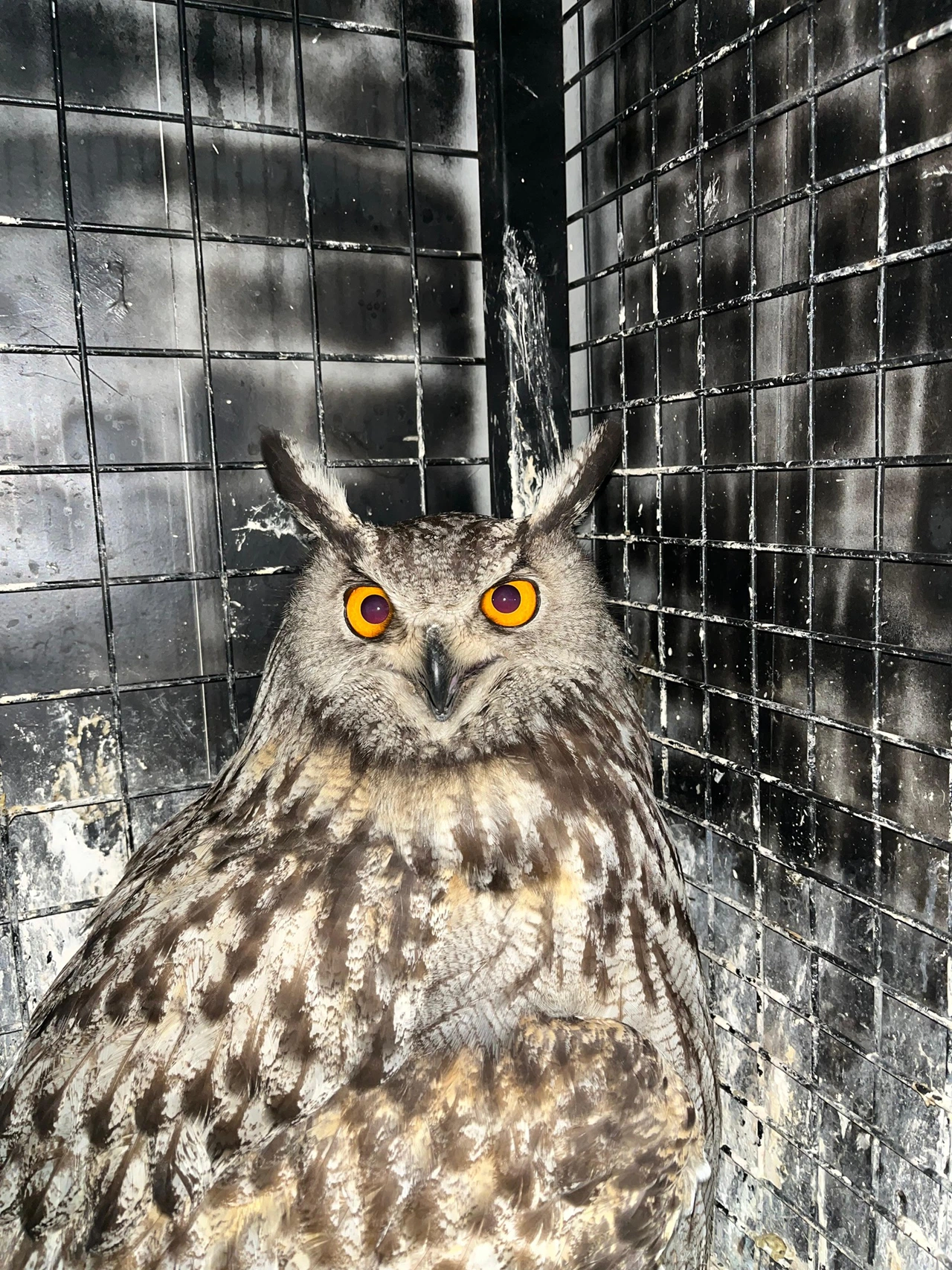 Erzurum’da yaralı puhu tedavi altına alındı