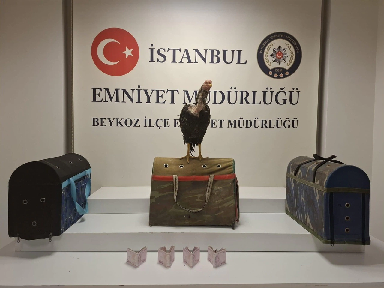 Beykoz’da horoz dövüşüne 194 bin lira ceza