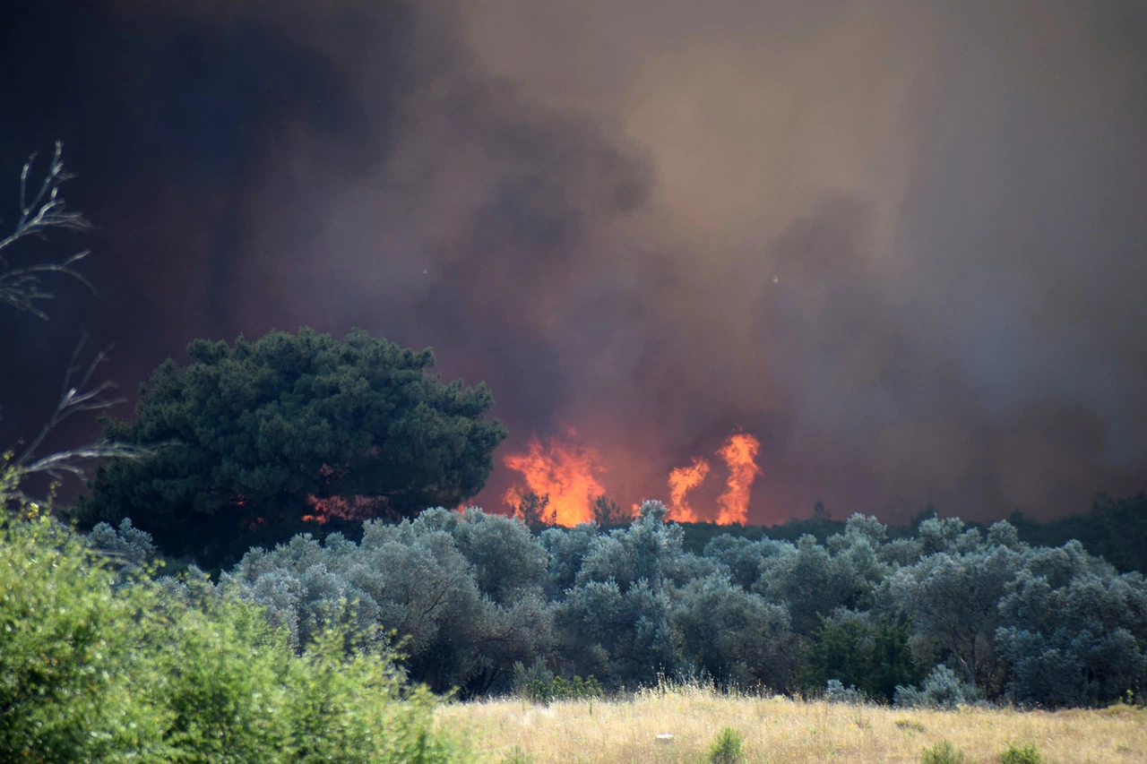 Bornova’da tarım arazisinde çıkan yangın ormana sıçradı