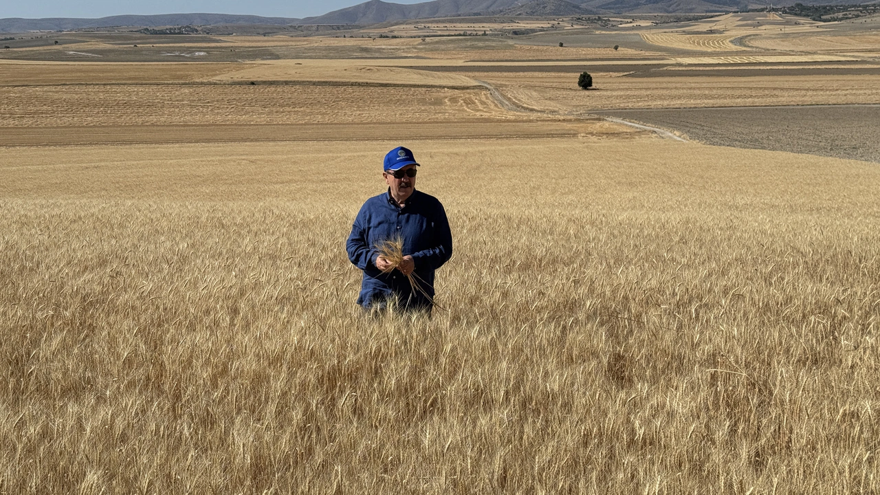 Destici: Buğday fiyatı taban seviyenin altına düşmemeli