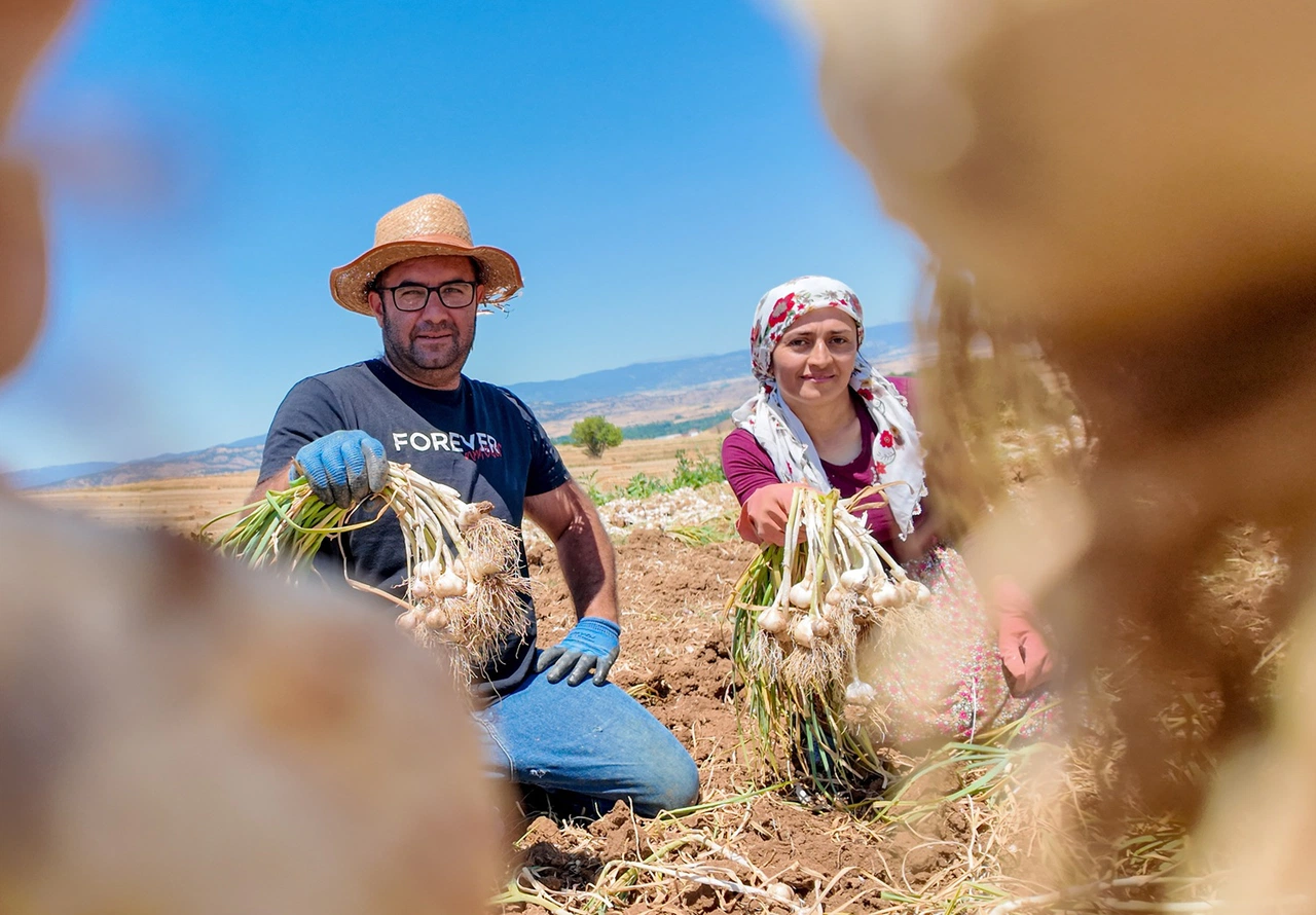 Taşköprü sarımsağı pazarda yerini aldı
