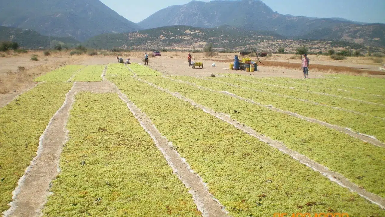 Organik Tarım Üretimi 1,3 Milyon Tonu Aştı