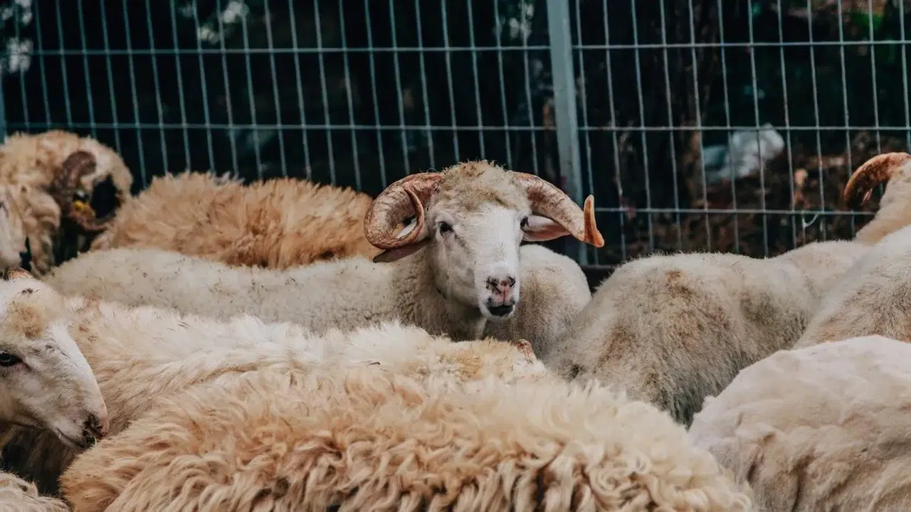 2026 Kurban Bayramı Tatili Kaç Gün?