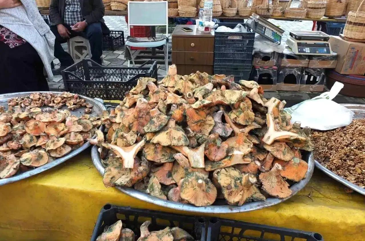 Balıkesir'de Melki Mantarı Bereketi: Fiyatlar Düşüyor