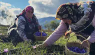 Safran Hasadı: Ekenler Zengin Oluyor