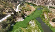 Asi Nehri'ni Su Sümbülleri Kapladı