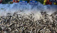 Tezgahlarda Hamsi Şenliği: 4 Kilo Hamsi 200 TL!