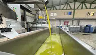 Devlet Desteği ile Zeytinyağı Fabrikası Kurarak Mahalleyi İş Sahibi Yaptı