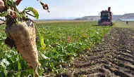 Şeker Pancarı Üretiminde Rekor: 2,9 Milyon Ton Hedefleniyor