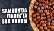 15 Şubat 2026 Pazar Fındık Fiyatları Ne Durumda? Samsun'da Fındık Fiyatları Yükseliyor Mu?