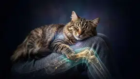 Kedi Mırıltısının Kemik ve Doku İyileşmesine Olan Gizemli Katkıları Neler?